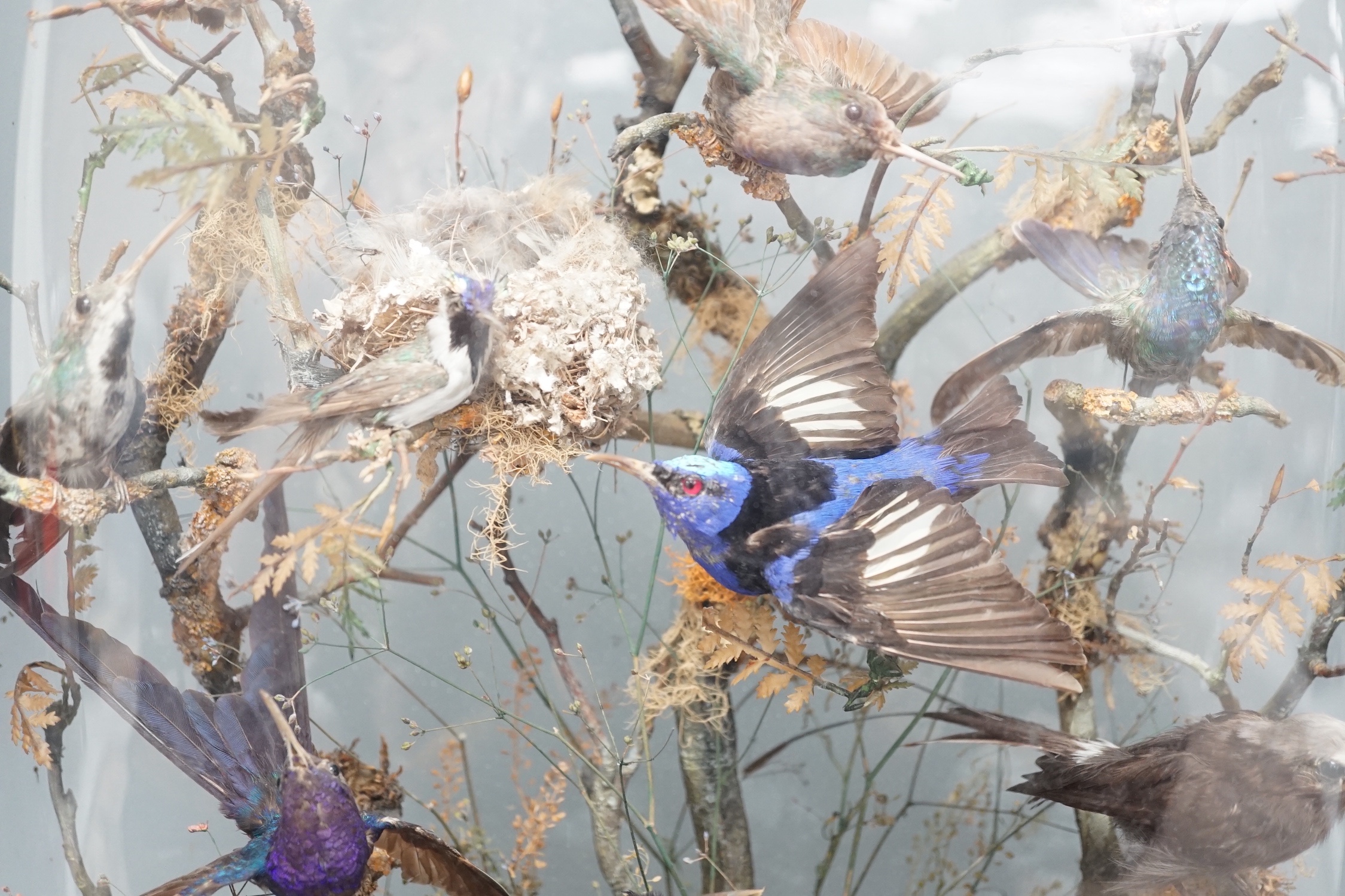 A 19th century display of taxidermic exotic birds including hummingbirds under a glass dome by H Ward, late Williams, 2 Veere Street, London. 59cm.